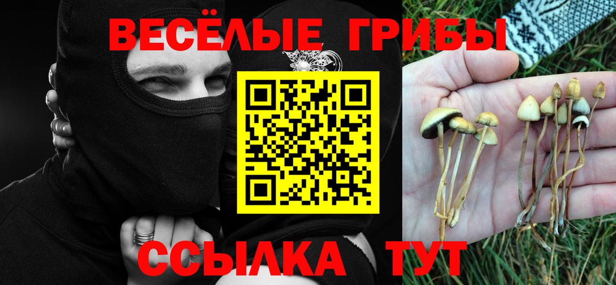 Псилоцибиновые грибы Psilocybe Михайловск